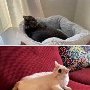 Nani-Cat-and-Smokey-have-arrived-safely-in-Dallas