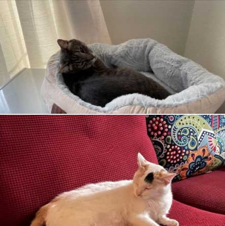 Nani-Cat-and-Smokey-have-arrived-safely-in-Dallas