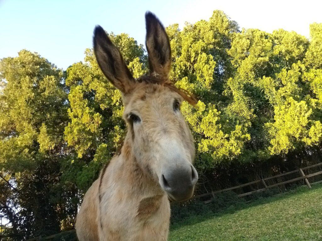 Rescue-Donkeys Skippy and Dude 1