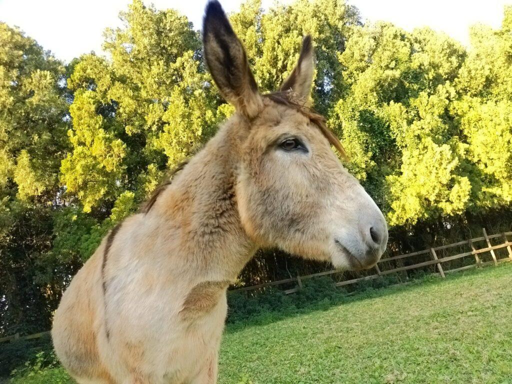 Rescue-Donkeys Skippy and Dude 3