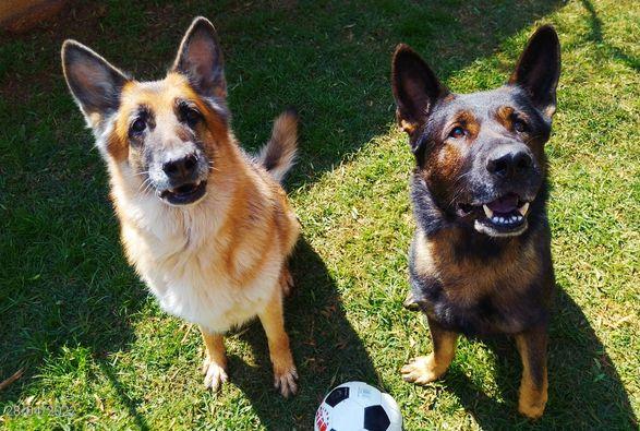 Very Important Pets Dog Kennels