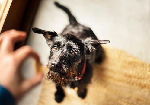 Woman standing in her kitchen at home and feeding her cute schnauzer some pet snacks