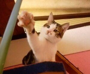 Whisper & Felix 1 on vacation at Keringa