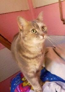 Whisper & Felix on Vacation at Keringa