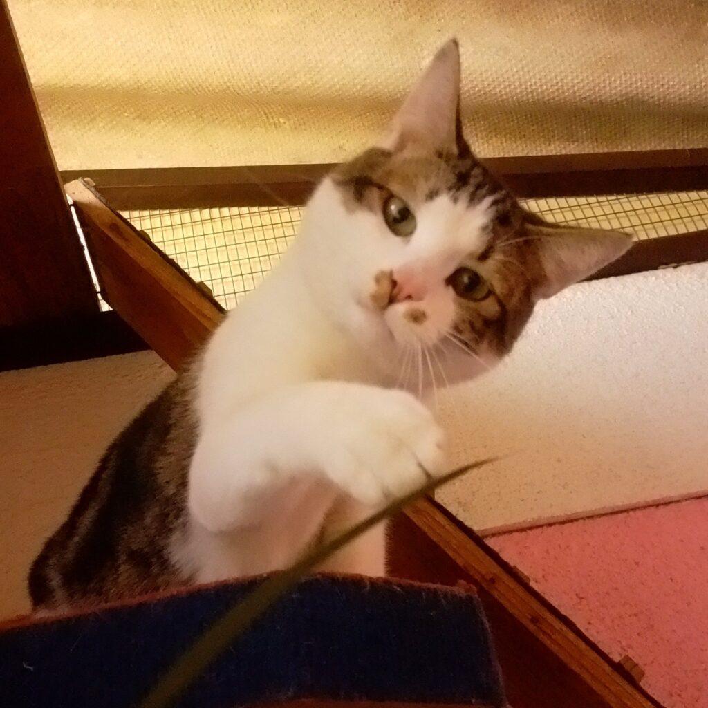 Whisper&Felix4-Candystriped-kitty-cabans-Keringa-Petwings-Pet-Boarding