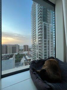 Pursia has Joined her Family in Dubai