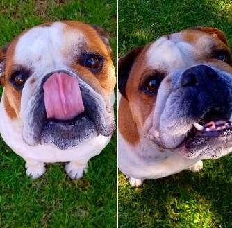 Very Important Pet (VIP) - Sophia