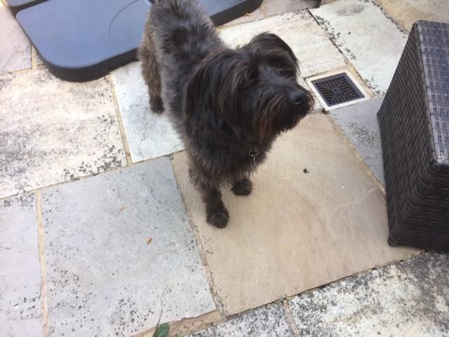 Maddy is Safe and Sound in London, UK 🇬🇧❤️🐶