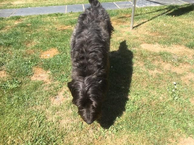 Maddy is Safe and Sound in London, UK 🇬🇧❤️🐶