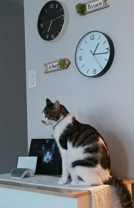 Max is Safe and Sound in Canada