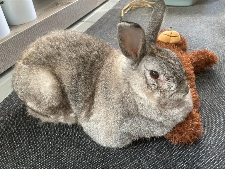 Meneer has Arrived Safely in the Netherlands