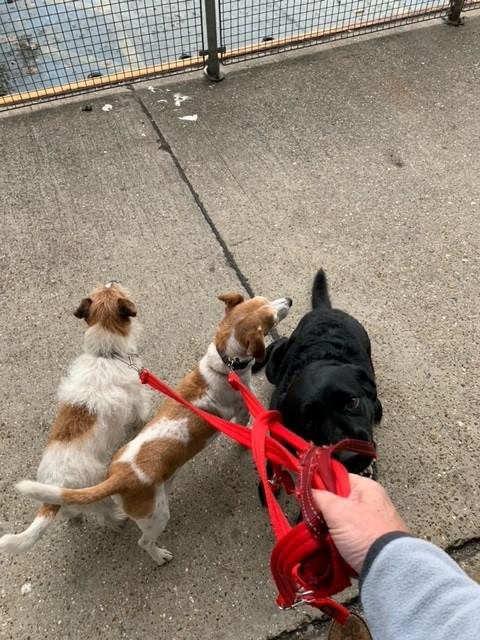 Lulu, Charlie, and Molly are Safe and Sound in the UK 🇬🇧🐶❤️