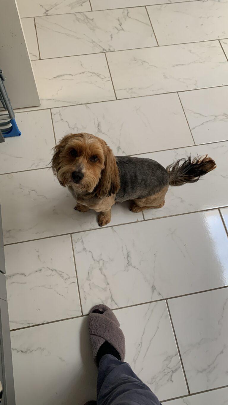 Coda Is Safe and Sound in the UK Keringa-Petwings Testimonials