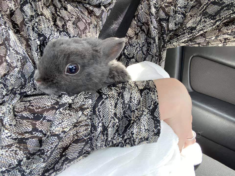 Prada Arrived Safely in Ireland from South Africa