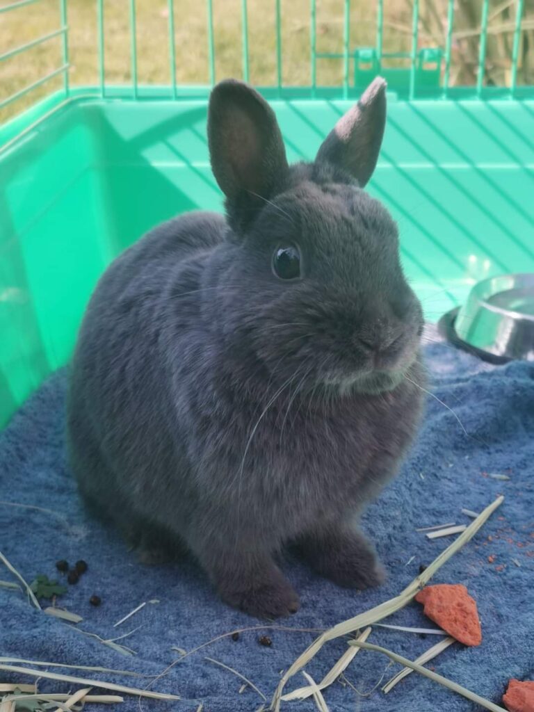 Prada Arrived Safely in Ireland from South Africa