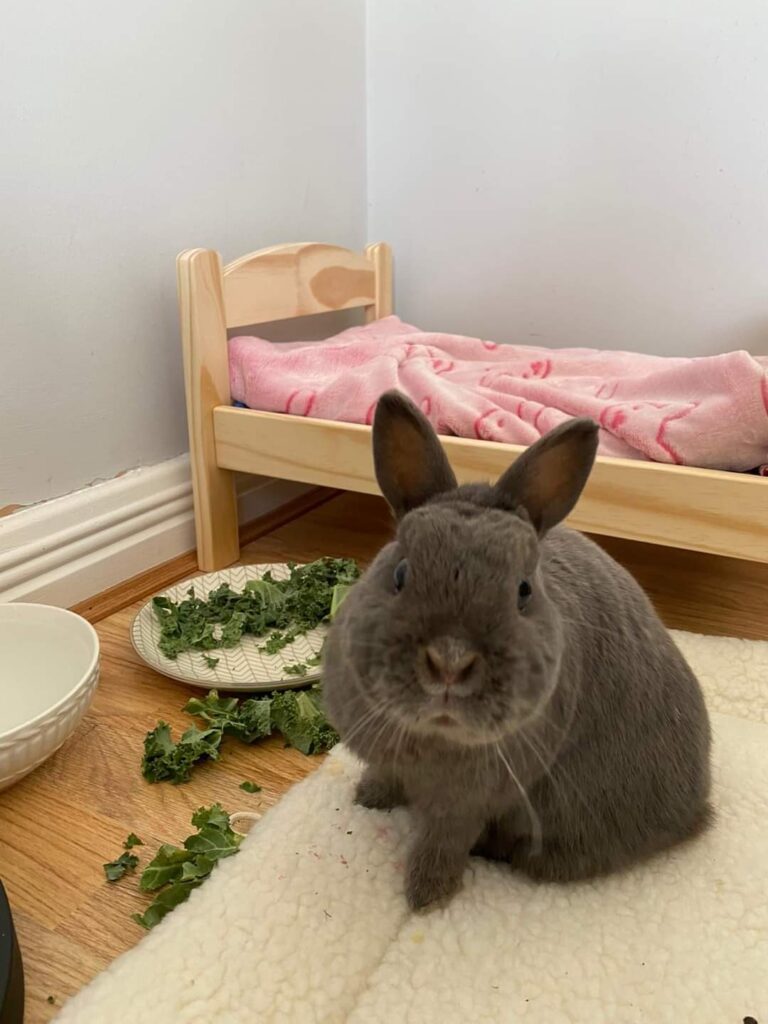 Prada Arrived Safely in Ireland from South Africa