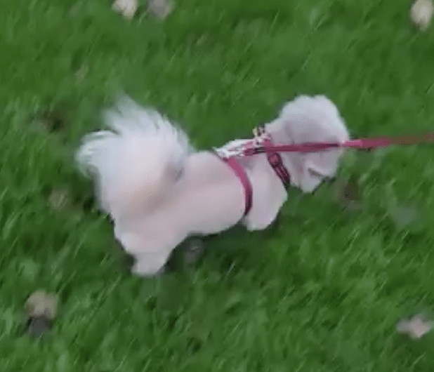 Meredith Has Joined Her Family in Ireland 🇮🇪