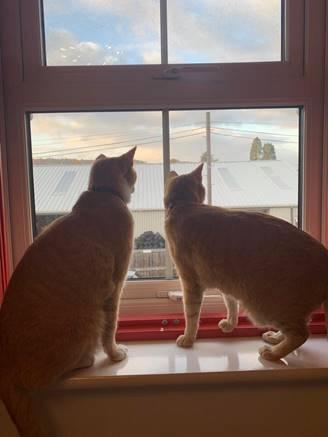 Mervin and Bibble Arrived Safely in the UK