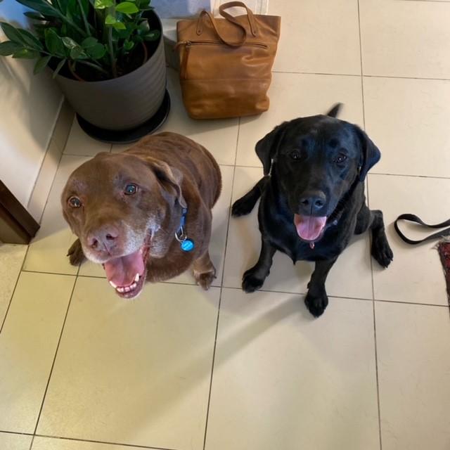 Oscar and Lexi have arrived safely in Dubai Keringa Petwings Pet Transport