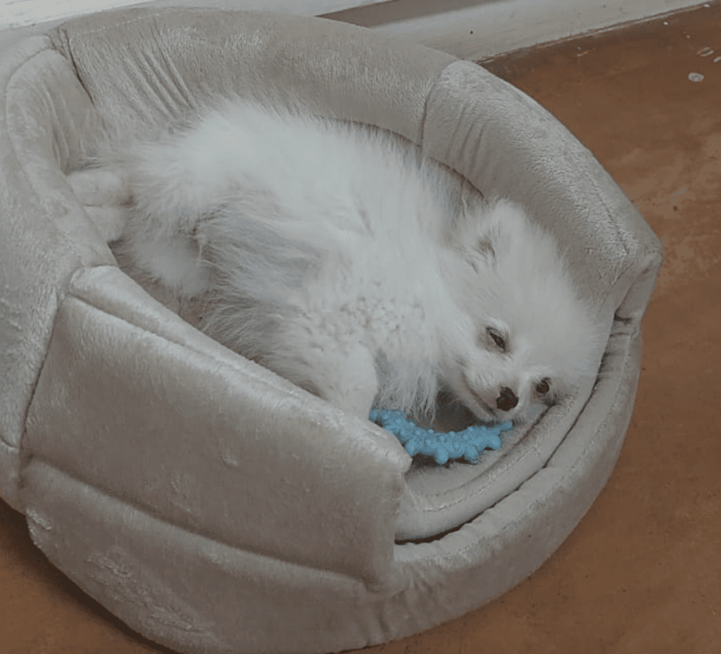 Tutu has arrived safely in Zanzibar Keringa Petwings Pet Transport Testimonials