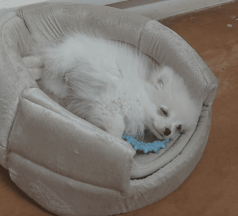 Tutu has arrived safely in Zanzibar Keringa Petwings Pet Transport Testimonials