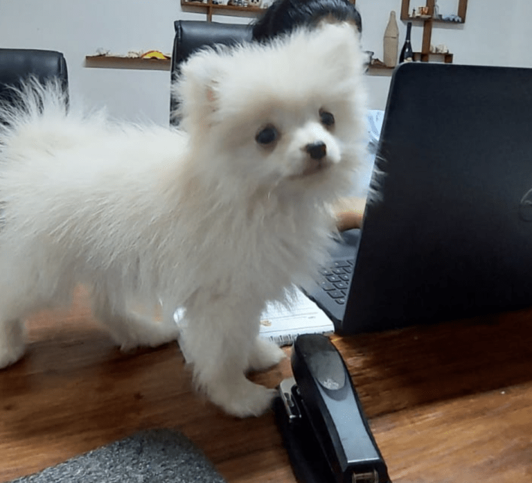 Tutu has arrived safely in Zanzibar Keringa Petwings Pet Transport Testimonials