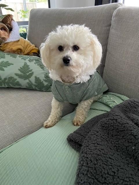 Vlooi, Patch, Bella, and Daisy Have Arrived Safely in New Zealand