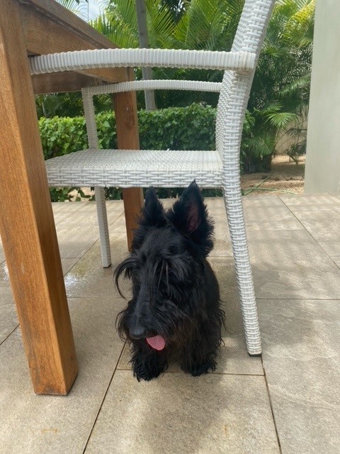 Daisy is Safe and Sound in Mauritius 1