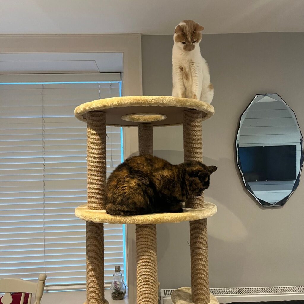 Luna and Edison are Safe and Sound in Northern Ireland Keringa-Petwings Testimonials 1