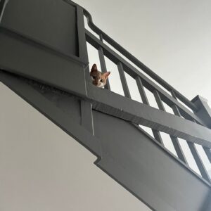 Luna and Edison are Safe and Sound in Northern Ireland Keringa-Petwings Testimonials 1