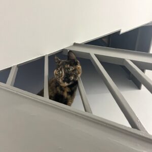 Luna and Edison are Safe and Sound in Northern Ireland Keringa-Petwings Testimonials 1