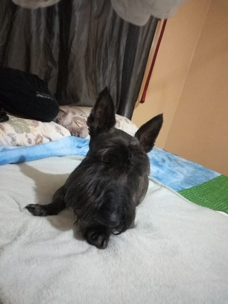 Ulrich is Safe and Sound in Zambia Keringa-Petwings Testimonials