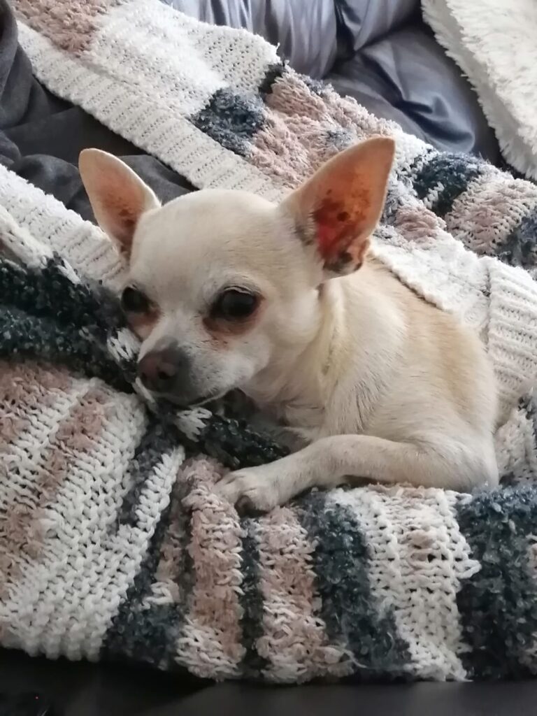 Chikita is Safe and Sound in the UK Keringa-Petwings Testimonials