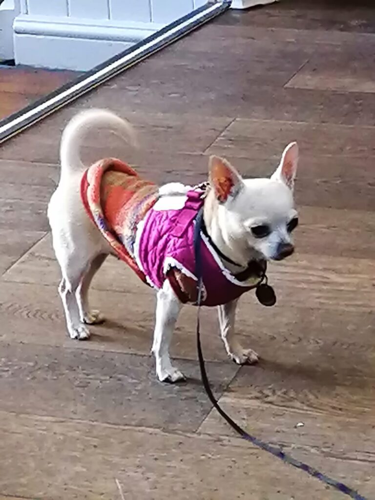 Chikita is Safe and Sound in the UK Keringa-Petwings Testimonials