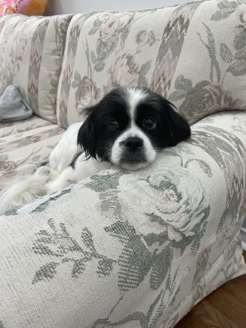 Elsa is Safe and Sound in Canada 🐶❤️🇨🇦