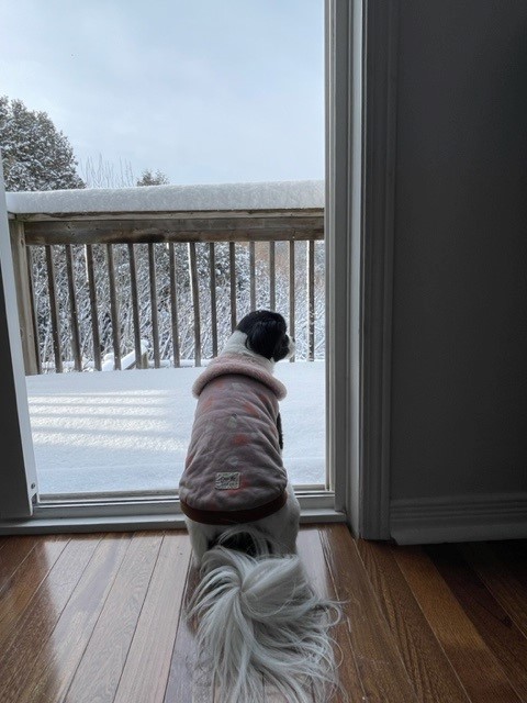 Elsa is Safe and Sound in Canada 🐶❤️🇨🇦