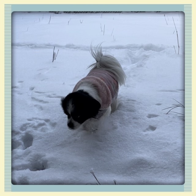 Elsa is Safe and Sound in Canada 🐶❤️🇨🇦