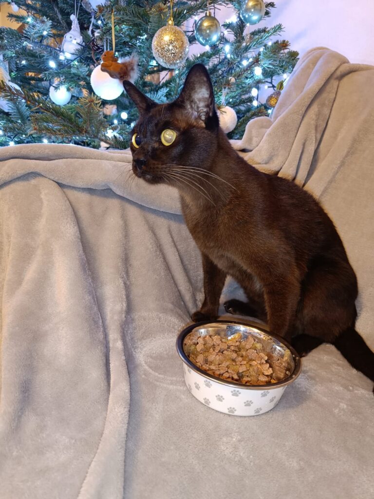 Gizmo is Safe and Sound in the UK Keringa-Petwings Testimonials