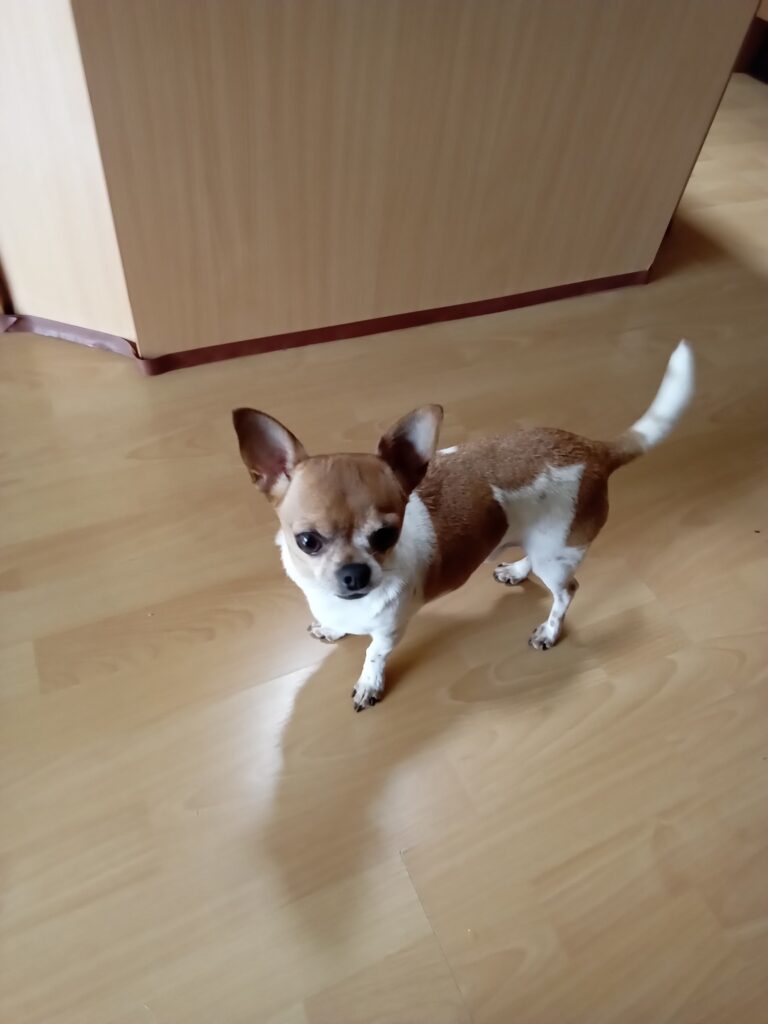 From South Africa to Ireland and Back to South Africa in Time For Christmas – Lewis is Safe and Sound 🇮🇪🐶🇿🇦