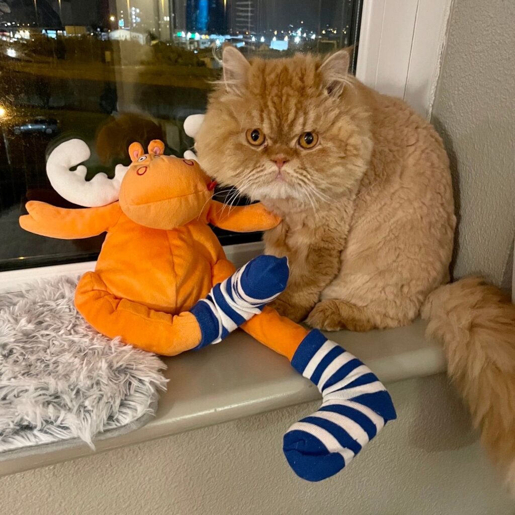 Simba has joined his family in Ireland Keringa-Petwings Testimonials