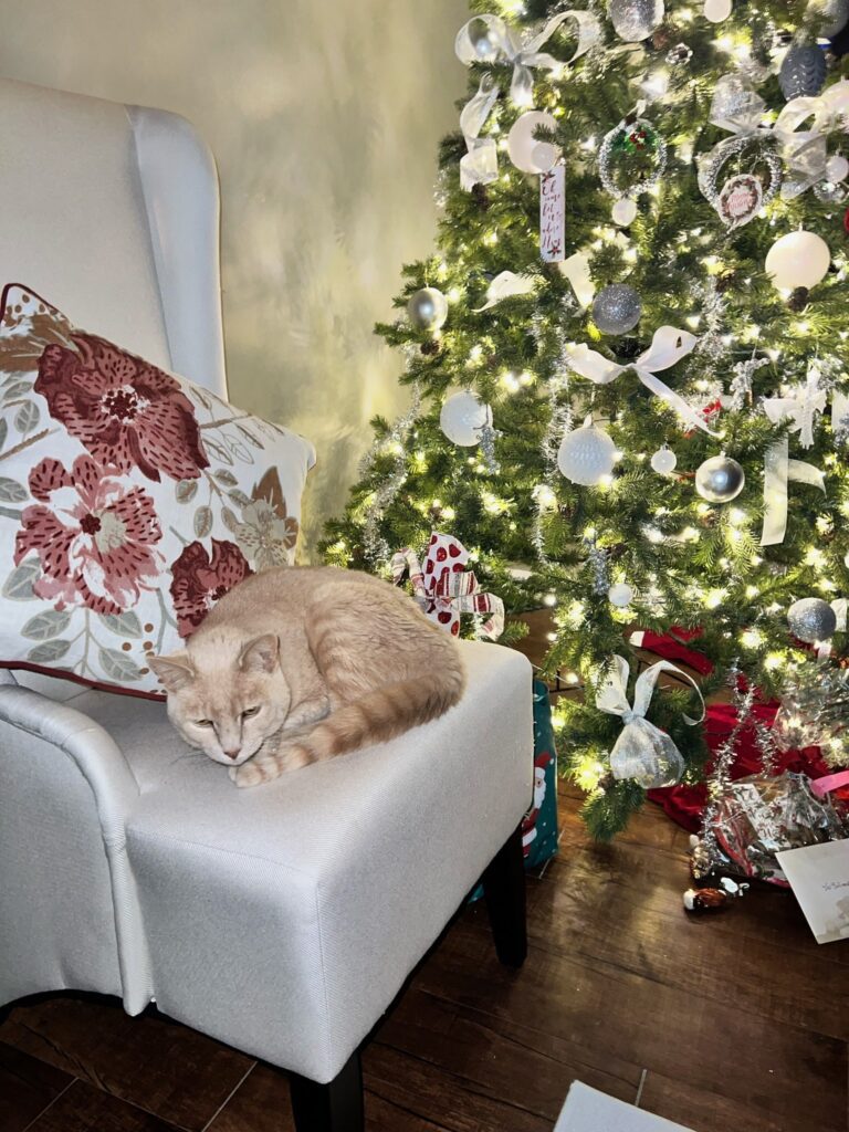 Tyson, Mitzie, and Tiger are Safe and Sound in the USA 🇺🇸