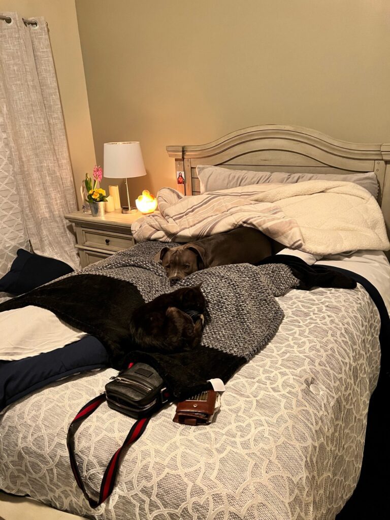 Tyson, Mitzie, and Tiger are Safe and Sound in the USA 🇺🇸