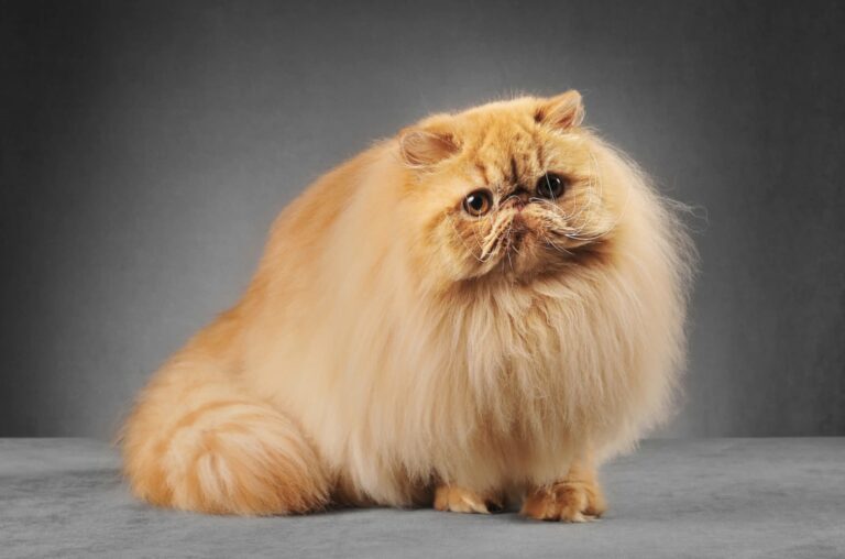 Awesome News for Snub Nose Pets 🇳🇿✈️🇦🇺