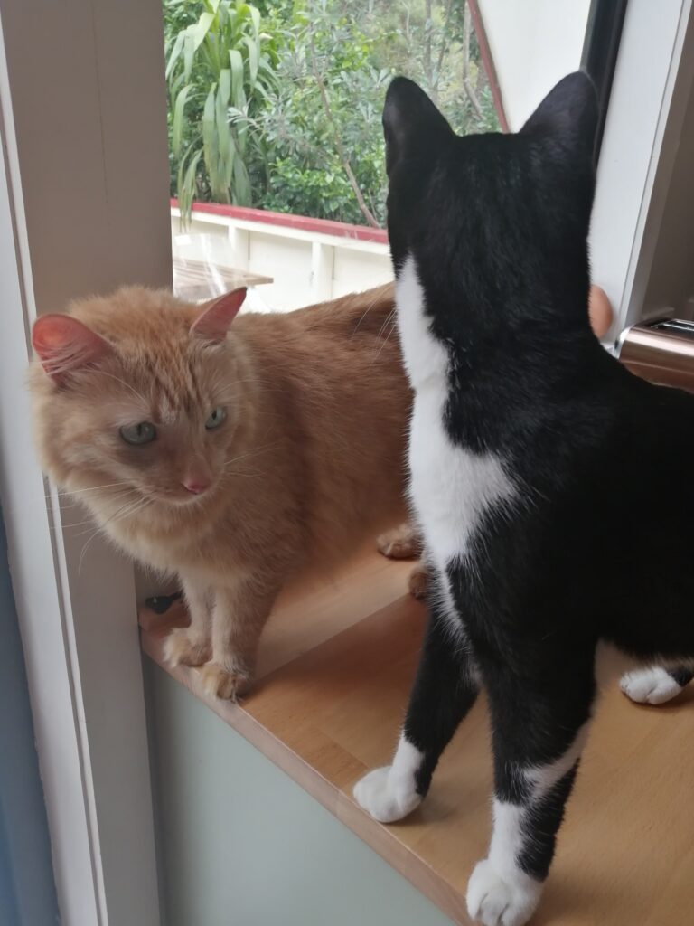 Charley and West Have Arrived Safely in New Zealand 🐈❤️🇳🇿