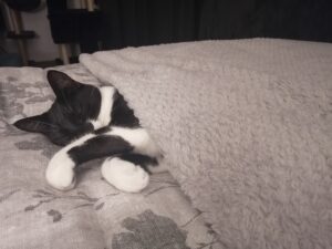 Charley and West Have Arrived Safely in New Zealand 🐈❤️🇳🇿