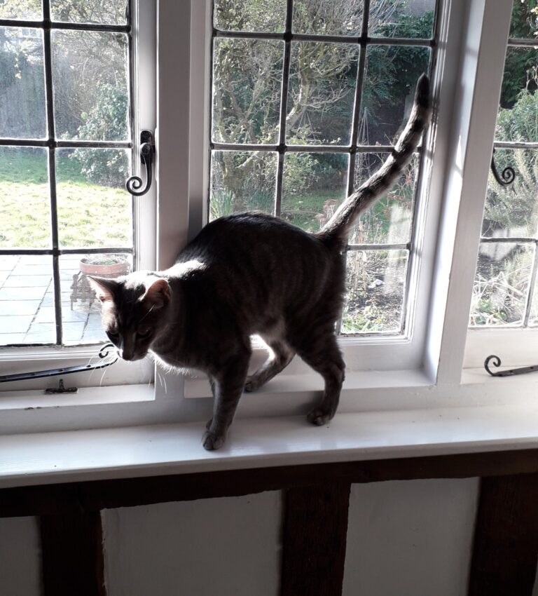 Jingles, Savannah, Alex & Monty - Safe and Sound in the UK 🐈❤️🇬🇧