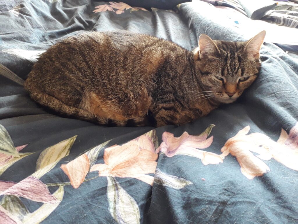 Jingles, Savannah, Alex & Monty - Safe and Sound in the UK 🐈❤️🇬🇧