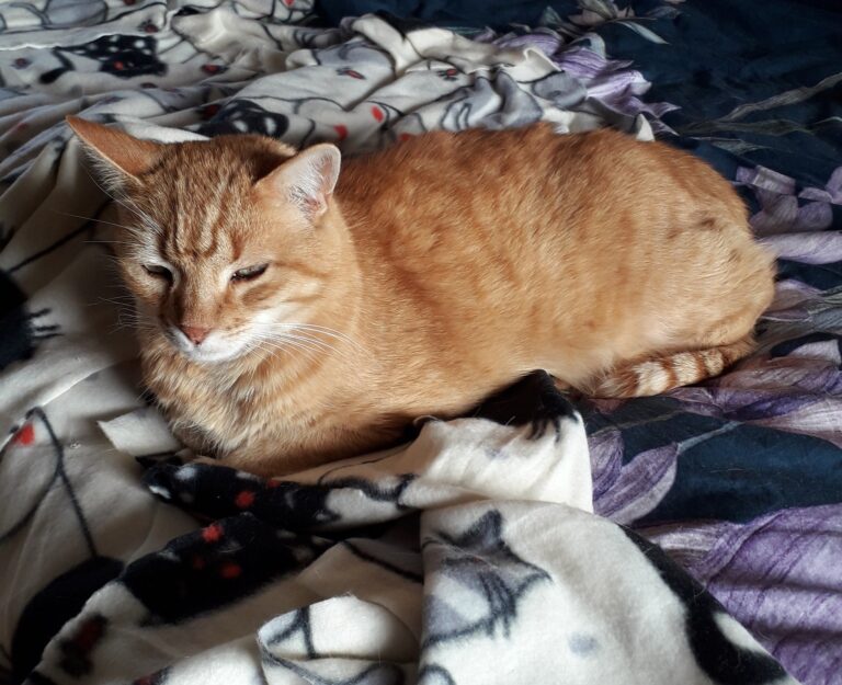 Jingles, Savannah, Alex & Monty - Safe and Sound in the UK 🐈❤️🇬🇧