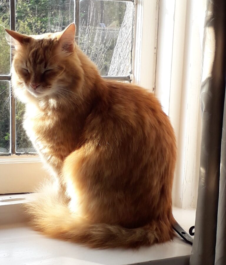 Jingles, Savannah, Alex & Monty - Safe and Sound in the UK 🐈❤️🇬🇧