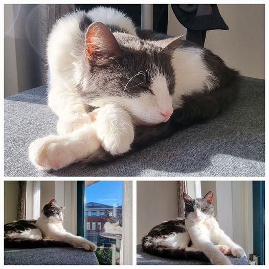 Nina is Safe and Sound in the Netherlands ❤️🐈🇳🇱